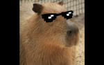 Mega Meme Society