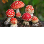 Mushrooms innit.