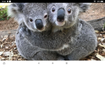 Koala squad122