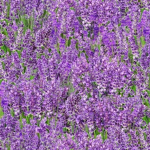 LavenderFlowersForLife