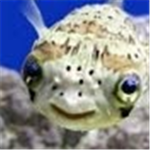 BangTheFishDied Fans