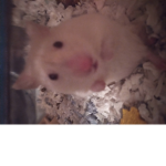 Hamster fans Group <3