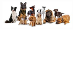 *Dog ARMY*
