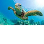 Turtles for life YT