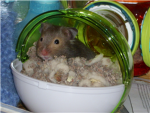 hamster loverz!