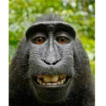 monkey guy man
