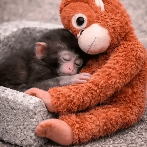 🐵 Punch Monkey 🐵