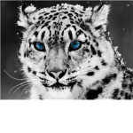 Snow Leopard Lovers!