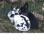 POOKIESKYE GROUP