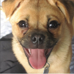 the cute puppy