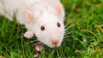 gang gang rats