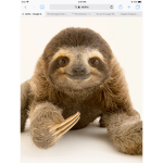 Sloth unlimited