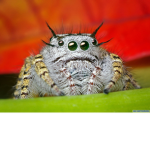 Spooder nation