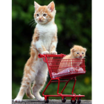 The Cute Baby Animal Group