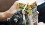 RAT JUICE ARMY HI