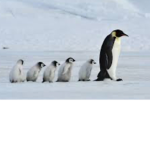 Pendu’s Friend Group