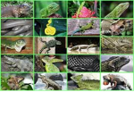 Extreme reptile lovers