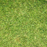 GRASS OR MOSS DOESNT MATTER!