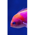 fishes gang