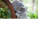 Koala club littlestargirly7 yaaa!