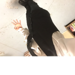 BIG WDG