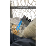 Iloveanimals123