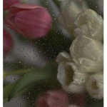 ~ Tulip’s garden ~
