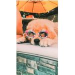 uwugingerissocool