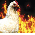 CHICKEN NATION SQUAD