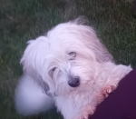 Coton De Tulear Group