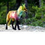 Rainbow paw foxes