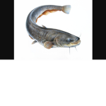 catfishking group