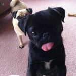 Pug Official Fan Group