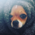 ChihuahuaXgenzie