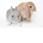 Bunny Rabbit Fam