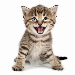 The Easy Meow Meow Obby!