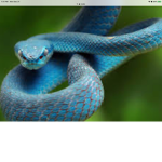 those that like snakes