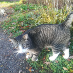 😺 Cat Community 😺