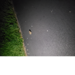 It's a frog