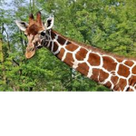 GiraffesAnonymous