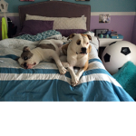 #BullDogsquad