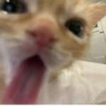 FurrySecretAlliance
