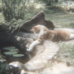 # Kittys