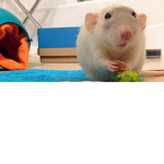Rat Colony of my school