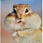 SQUIRRELS RULE THE WORLD
