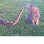 Hissing People