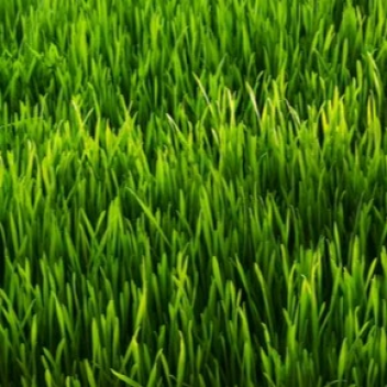 Walk a long way to touch grass