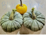 Bluey’s pumpkin patch