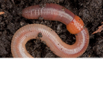 EARTHWORM SALLY IS YOUR QUEEN