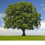 ~Plant A Tree Clothing Store~